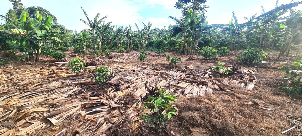 banana stems used in mulch