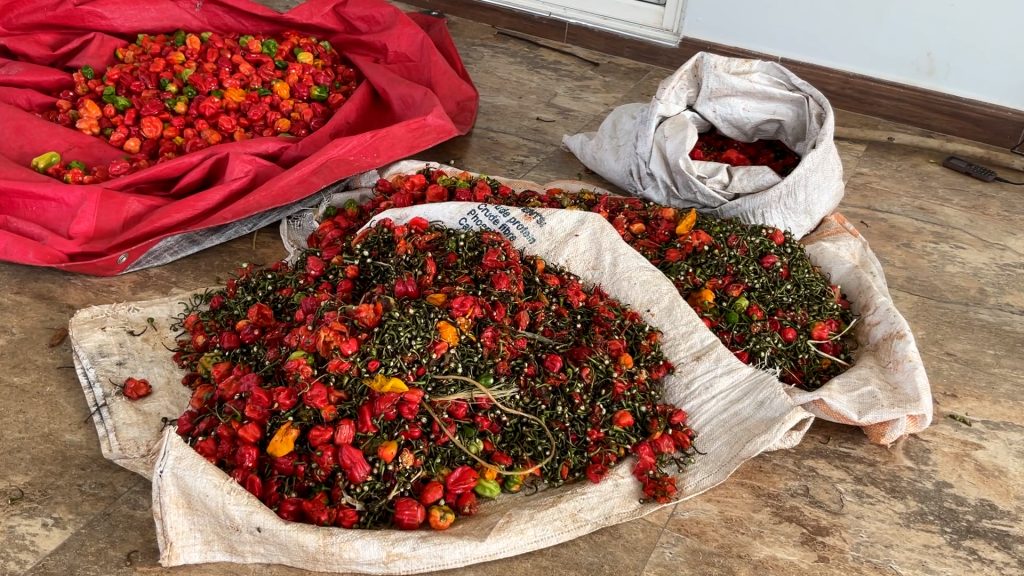 over ripped chillies