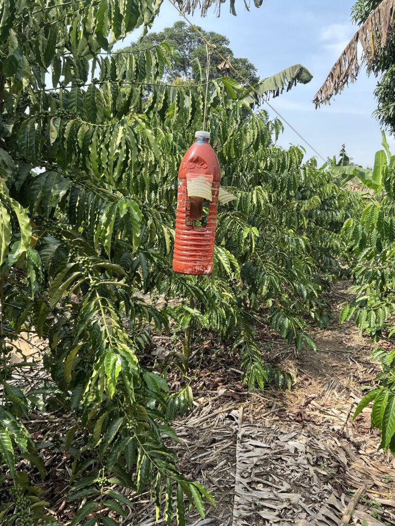 plastic bottle containing local alcohol